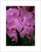 orchid 02 up.jpg
