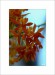 orchid 03 up.jpg