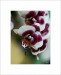 orchid 05 up.jpg